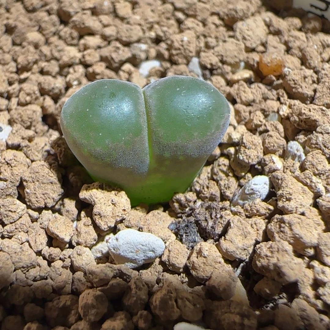 肉锥多肉植物组合-胖虎1381