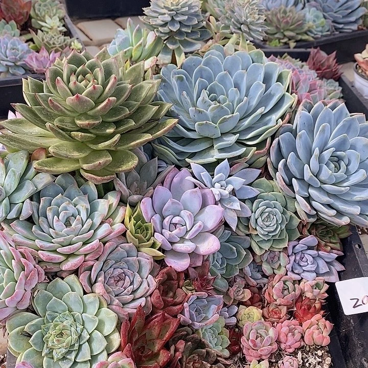 201多肉植物盆栽植物