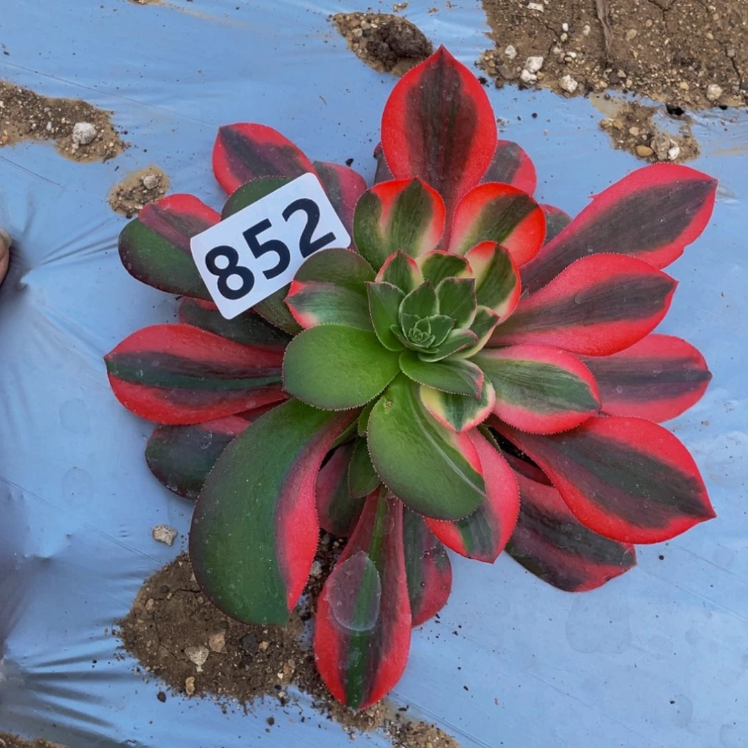 852女妖七彩多肉植物