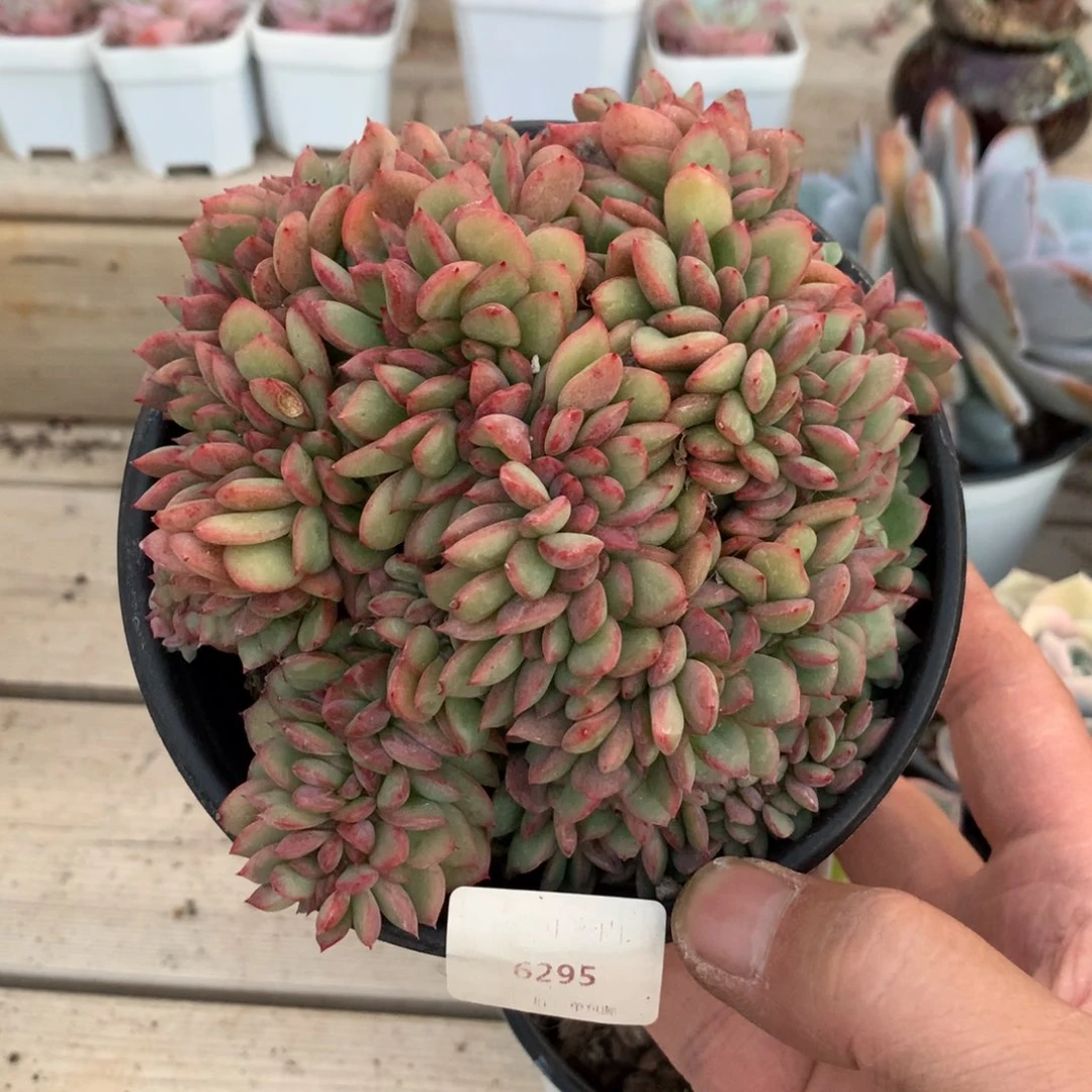 6295芬迪缀化一颗13厘米