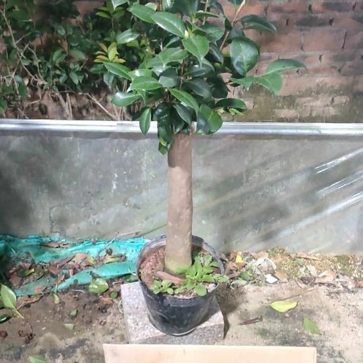 四品不知名原盆原土926