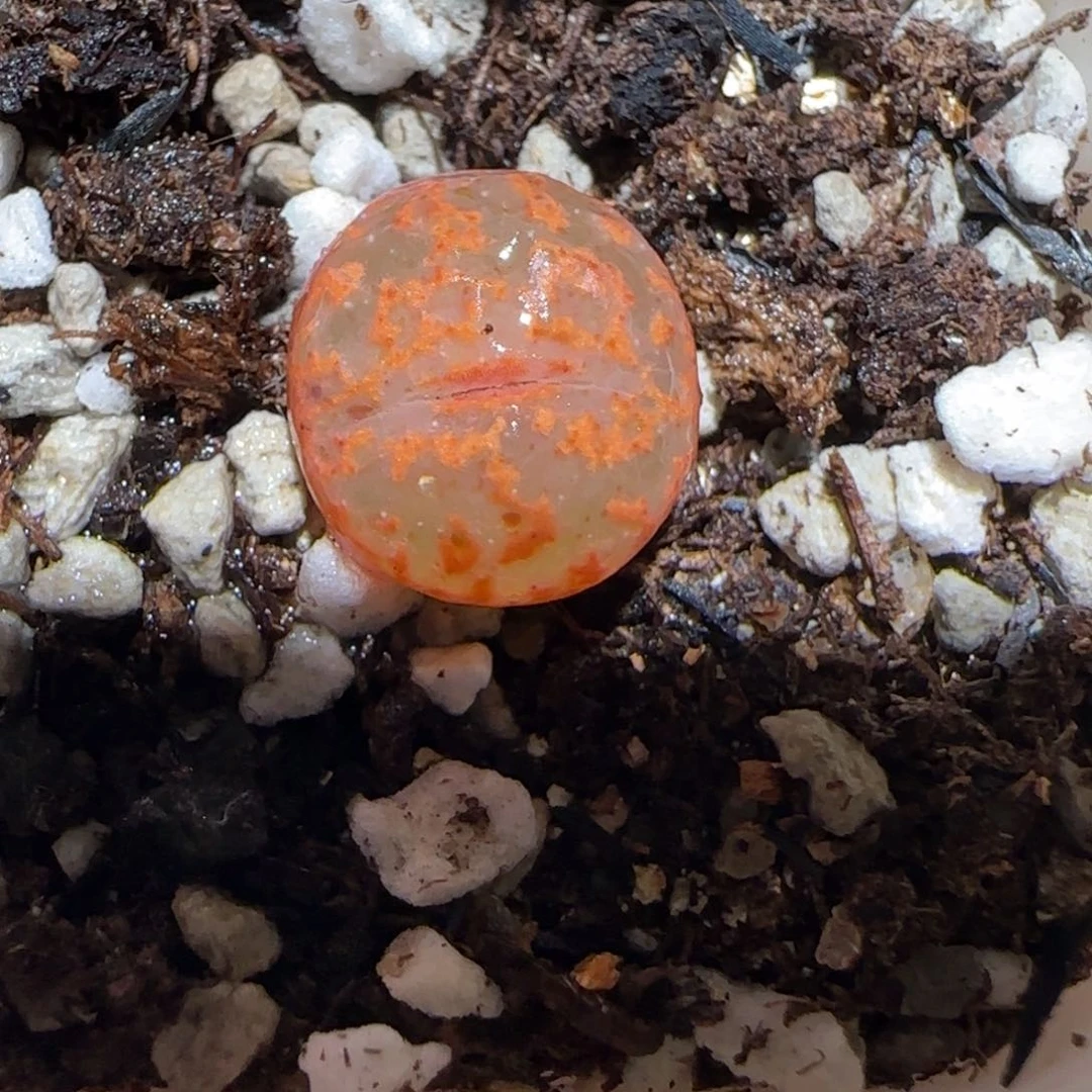 肉锥多肉植物百科-ap正红色酒红勋章1063