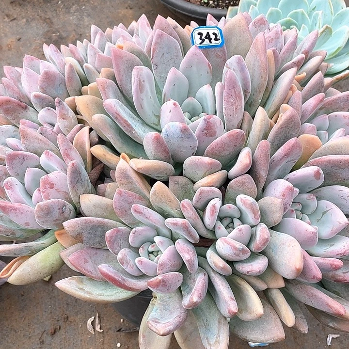 342奥普 一物一拍多肉