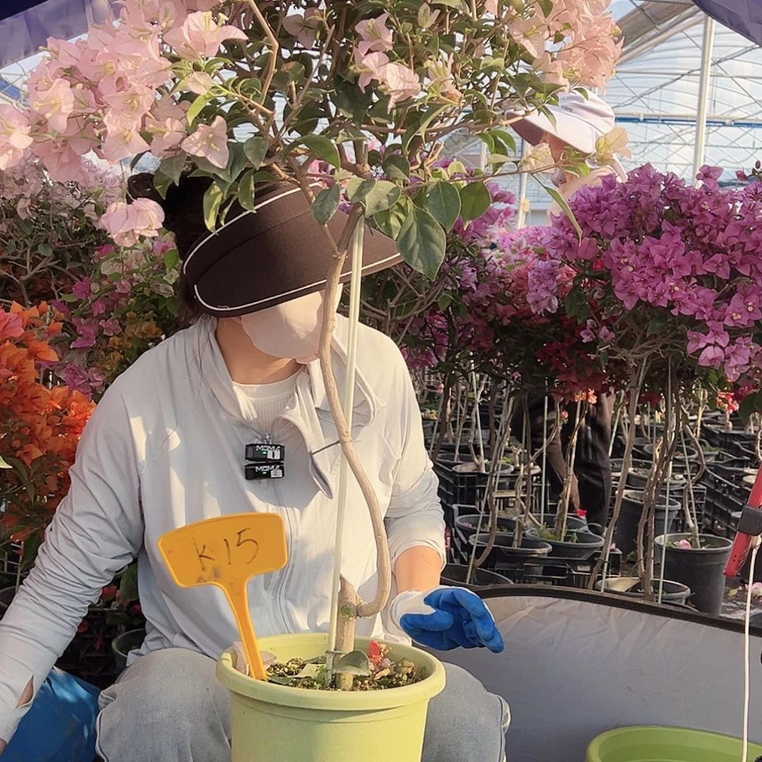 林***晶大部分花苞少量开放K15苹果花