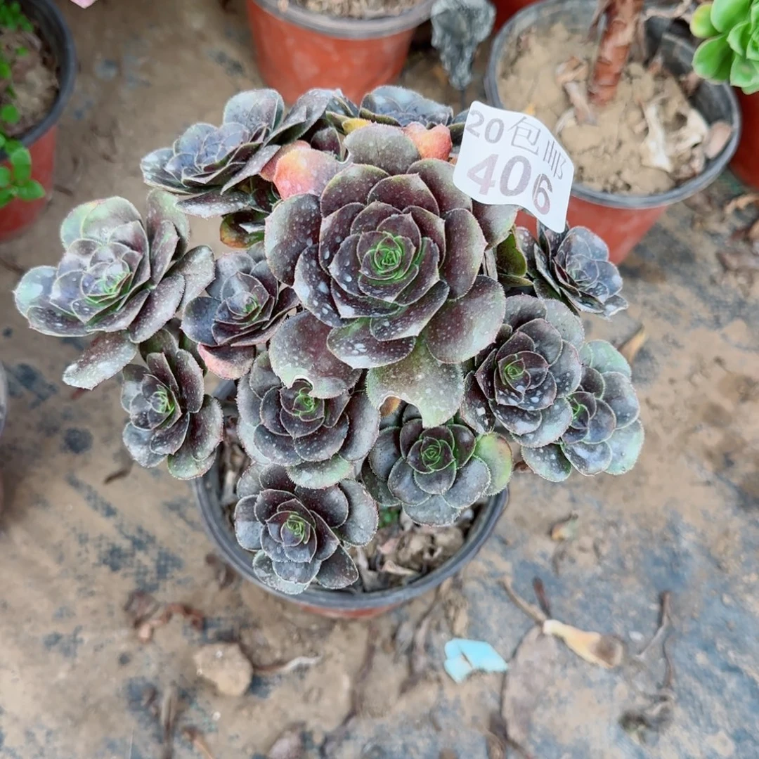 炫彩圆叶406满20包邮断枝不包
