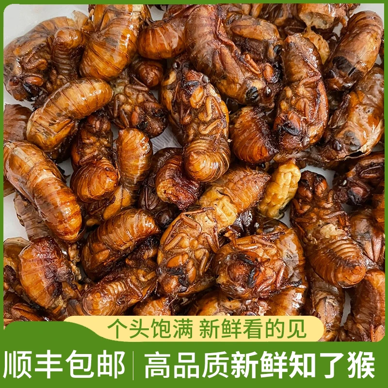 【5g破价!】50只一瓶2025新鲜山东金1蝉知了蝉猴 爬叉【个大新鲜】顺丰包邮巨香巨好吃