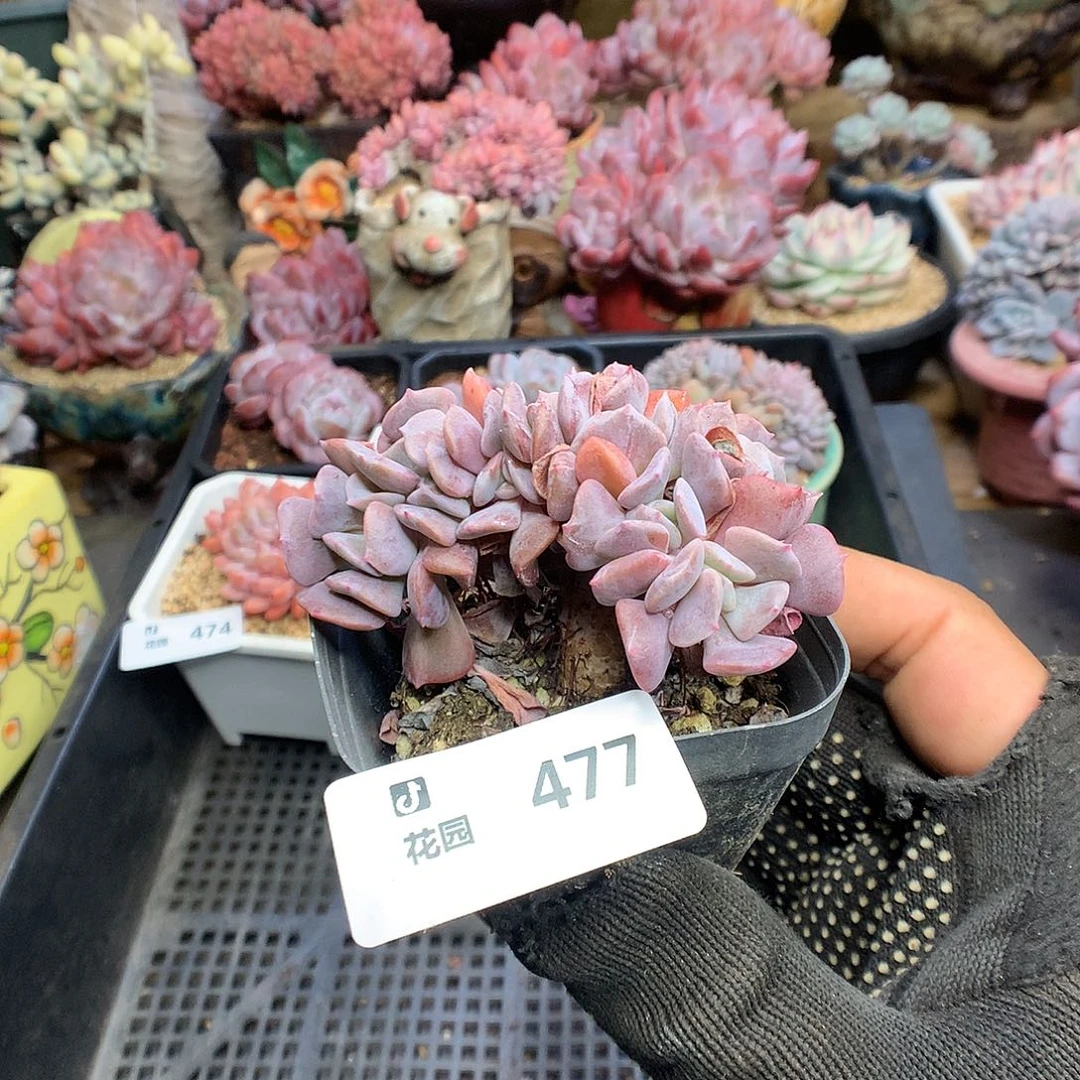 477黛比綴化多肉植物66666
