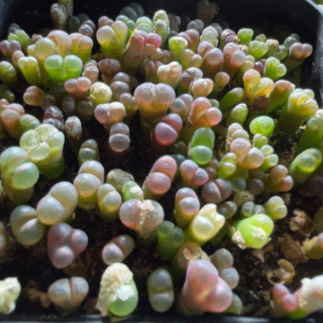 大盆特价一物一拍～35