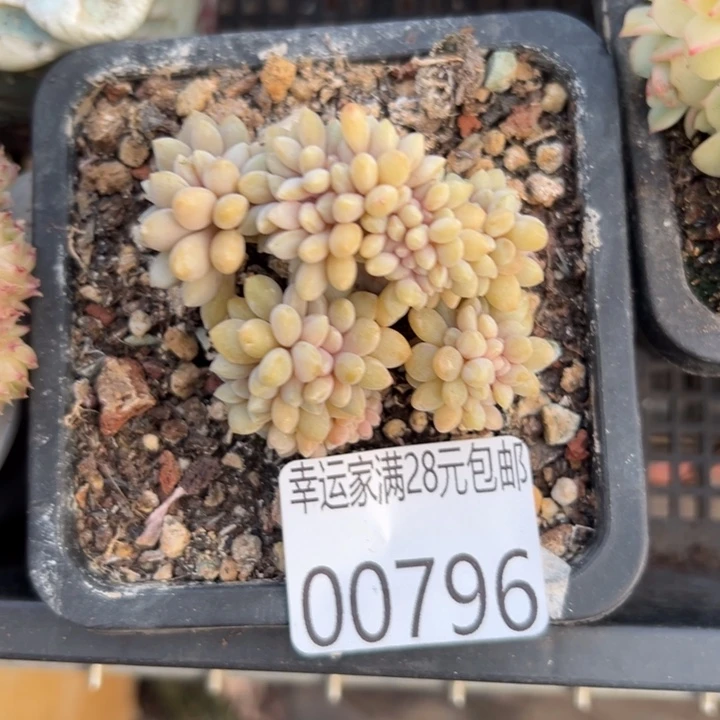 幸运的是我还没幸运