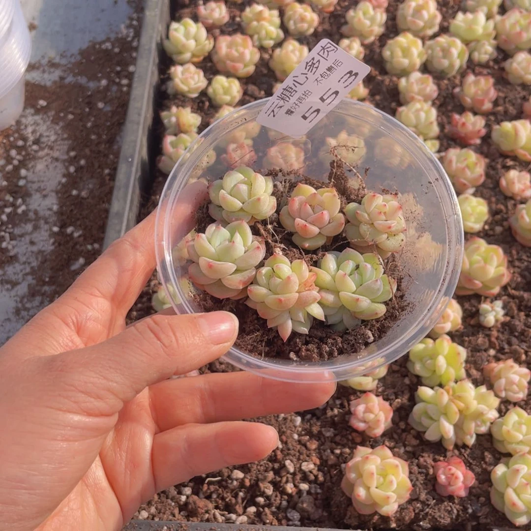 云糖心多肉植物553
