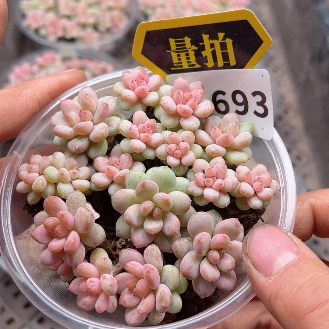 多肉植物多肉植物