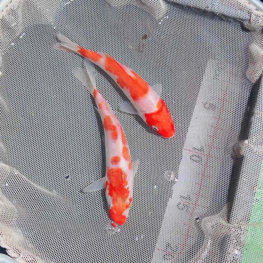 锦鲤锦鲤观赏鱼111