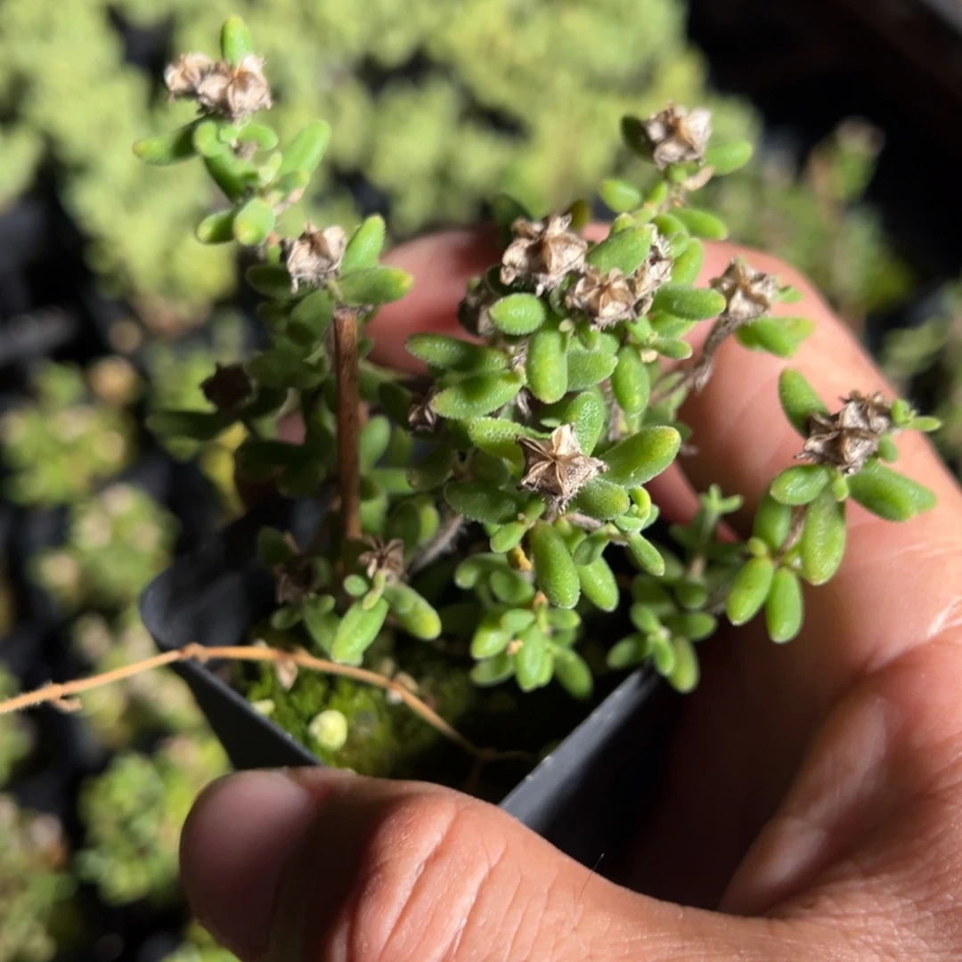 红宝石55杯老桩福利