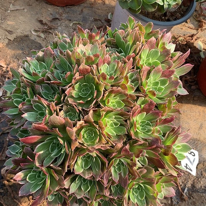 多肉植物万彩灯874