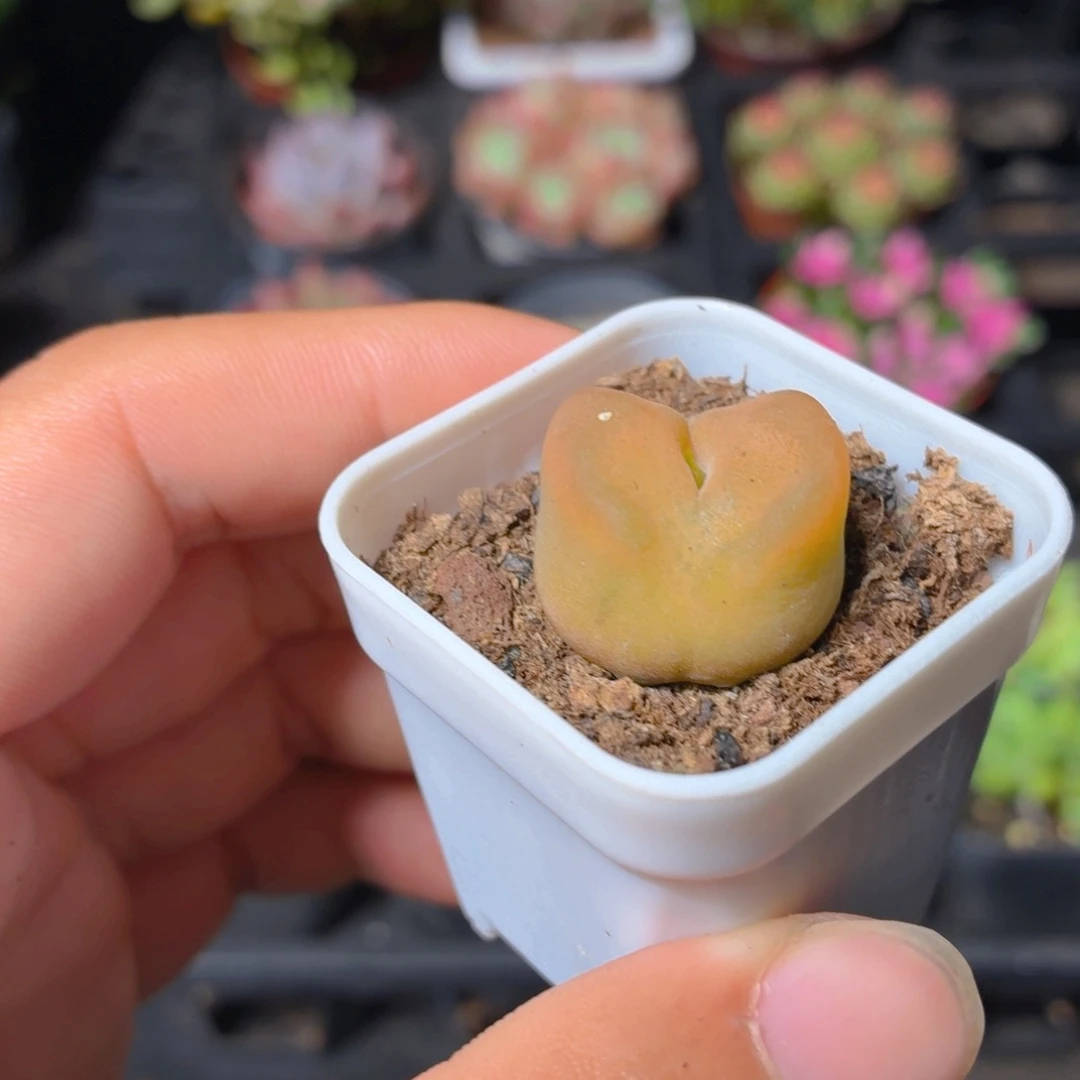 毛汗尼多肉9.9包邮发货