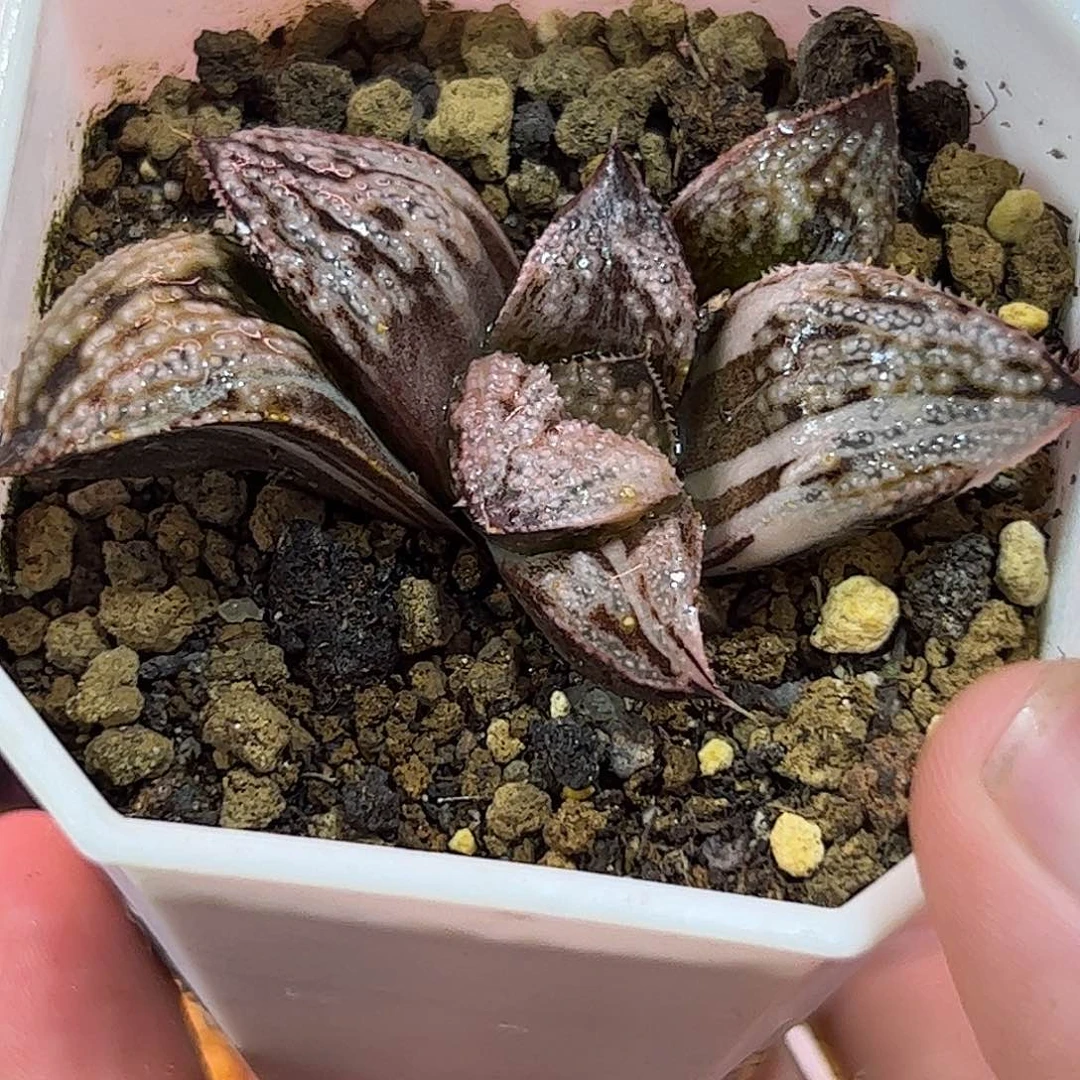 皇妃锦十二卷多肉