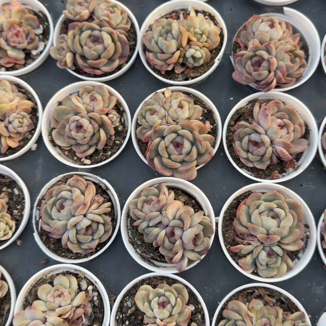 红色恋人群多肉植物