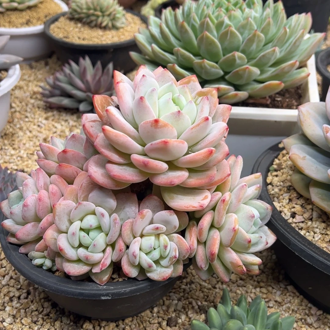 冷香 老桩 夏鸣园艺