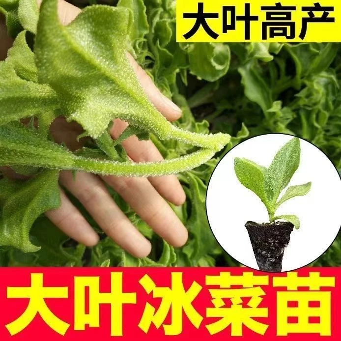 寿光大叶水晶冰菜苗秧带土球高产水晶冰草种子籽高钙四季阳台盆栽