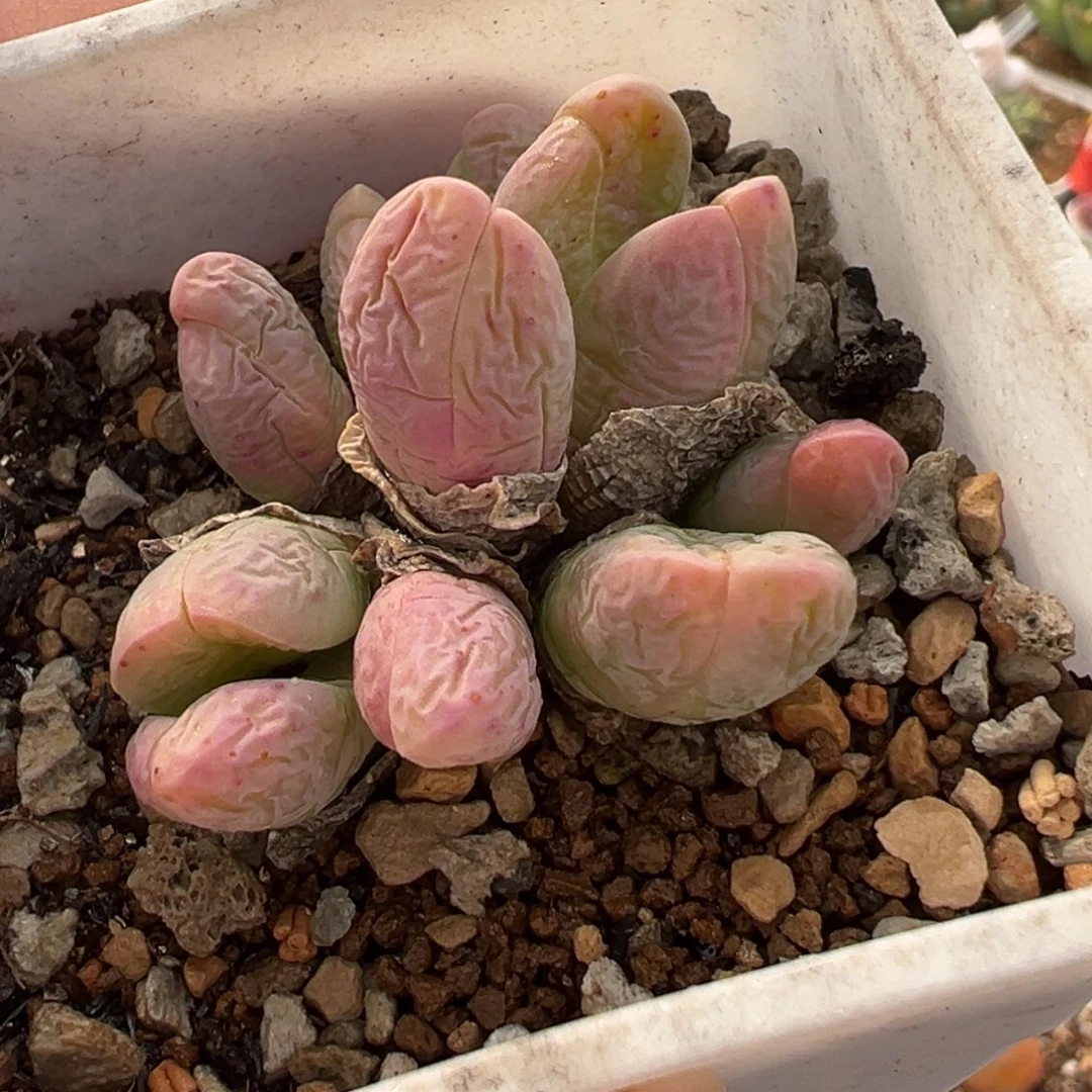 185多肉植物种类和