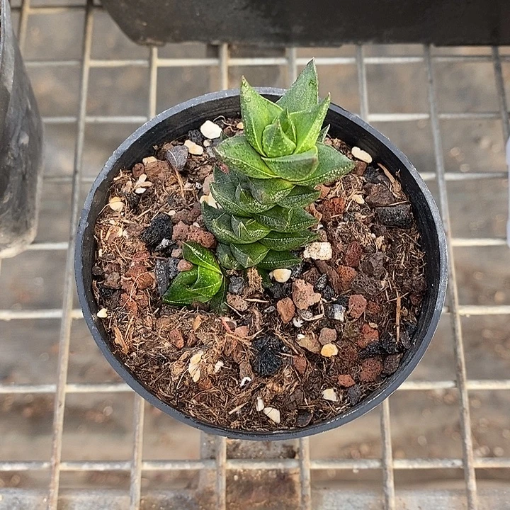 茵***开播前的一个晚上我都在