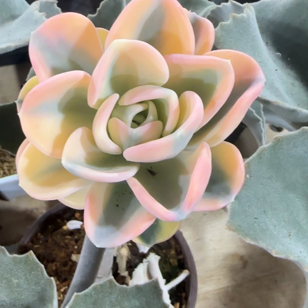 美尻锦 多肉植物锦