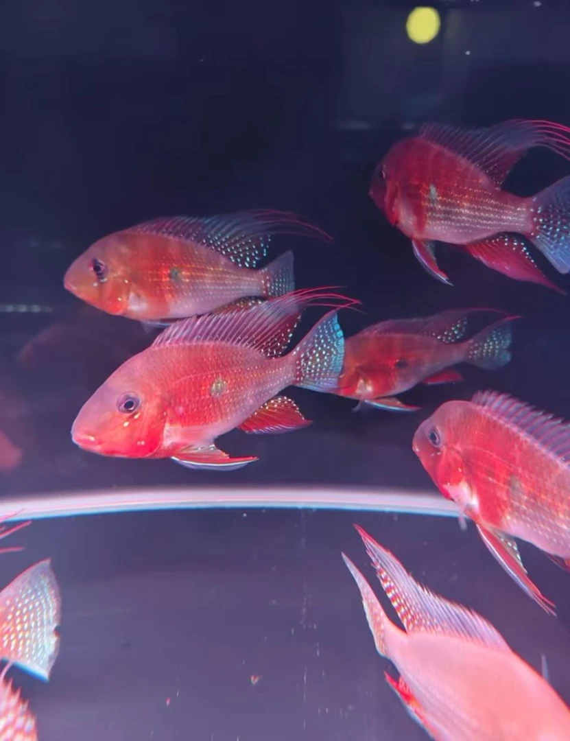 赤荔凤冠  南美精品鲷科鱼食土鲷好养易活适合新手饲养