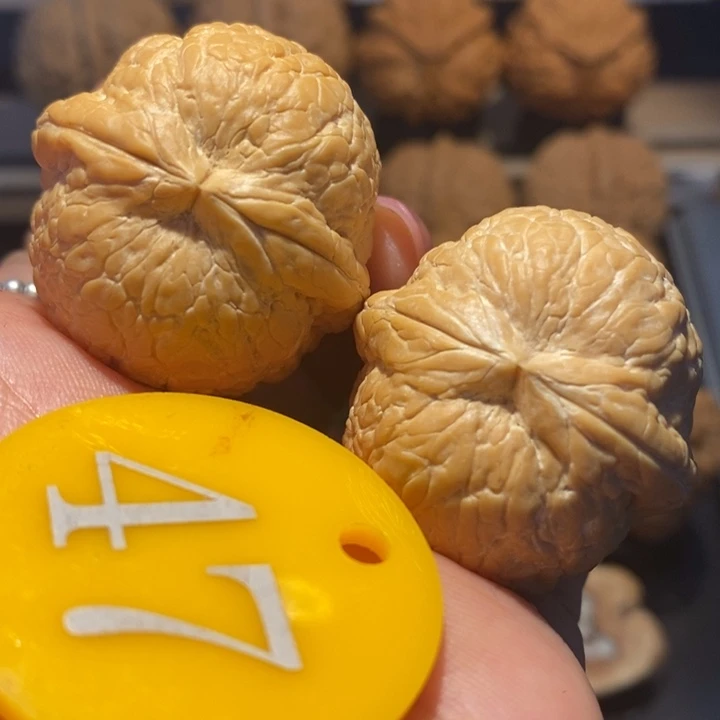 核桃粗筋大西瓜尺寸36