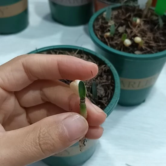 开***心无花朵特色花卉君子兰小苗君