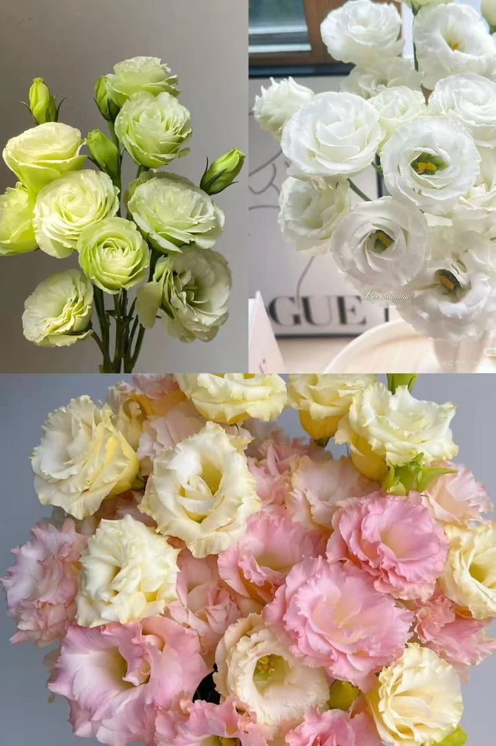 【洋桔梗合集】-云南基地直发生活鲜花家庭鲜花