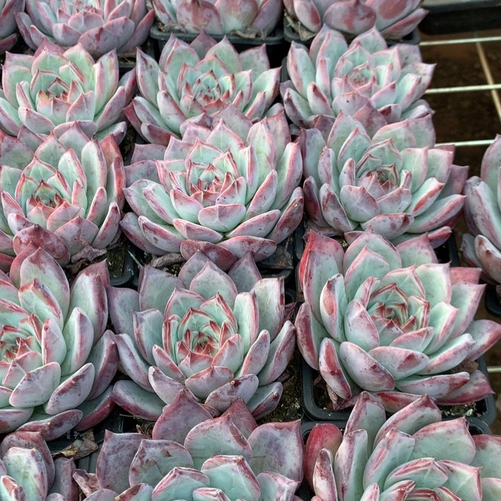 红拉糖多肉植物两单包邮