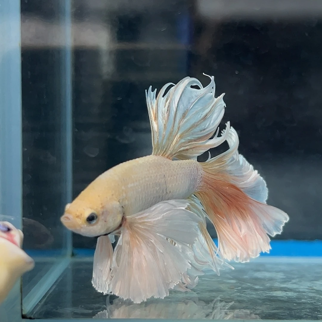 斗鱼44号不上班巨耳