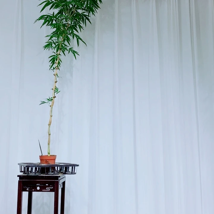 无花朵一****光11111111111