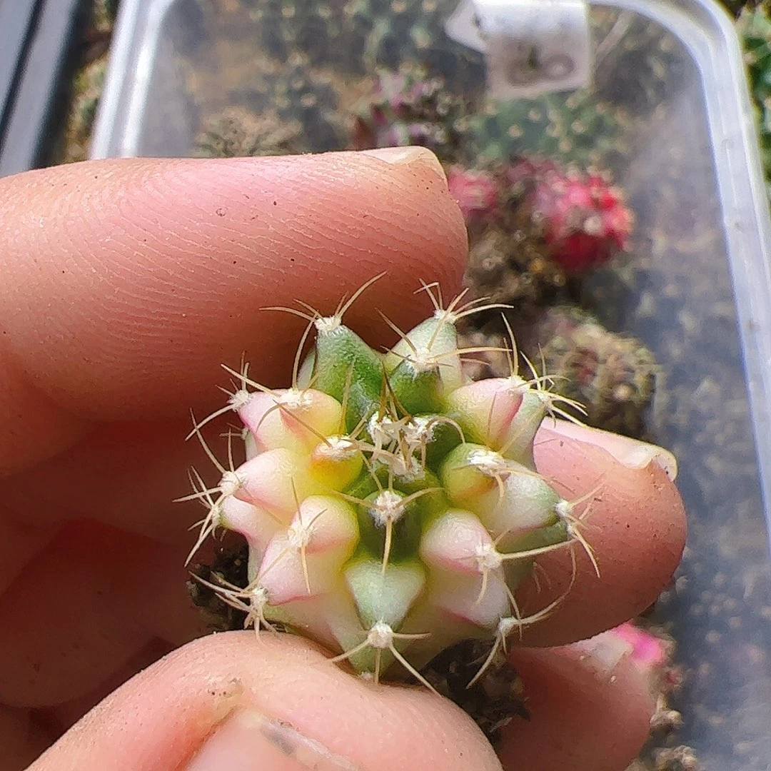 马***)当前无花栽培后可以开花351