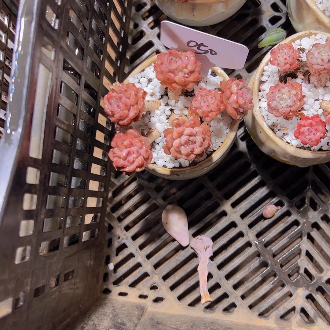 小*50迷雾泡泡。。。。。。