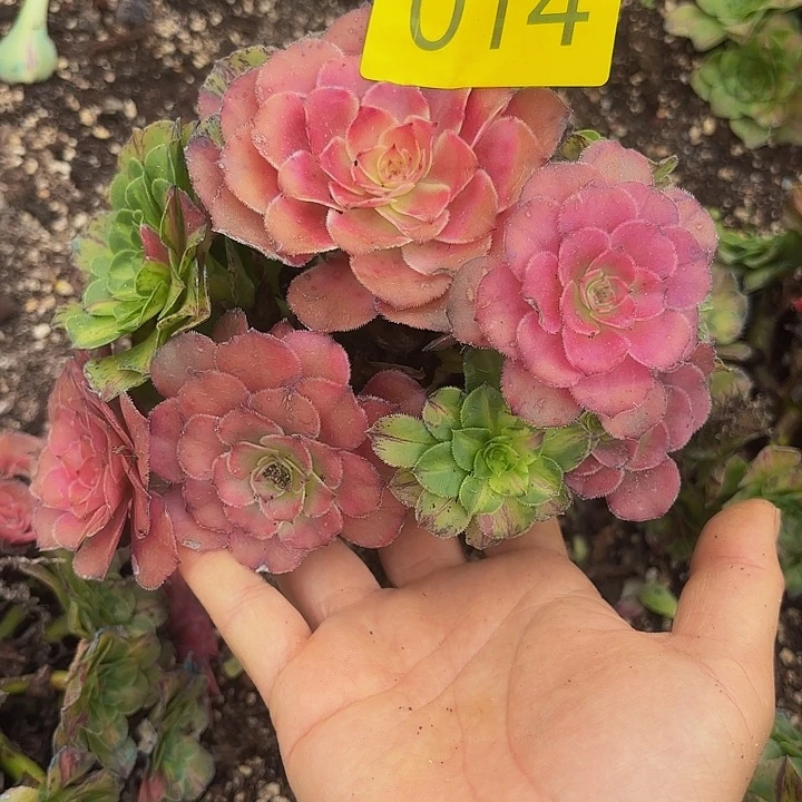 多肉植物福利来014个