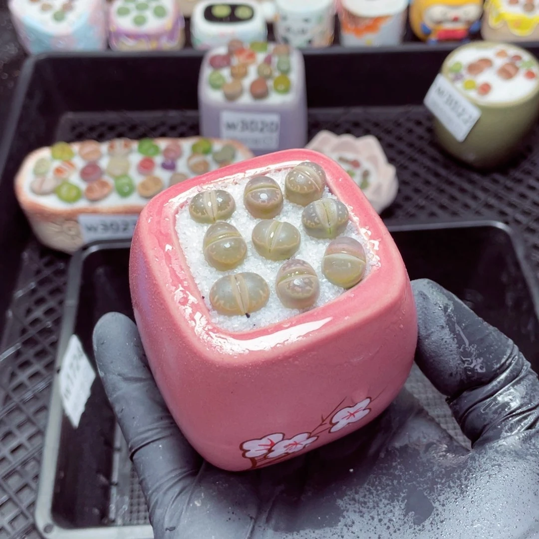 w3024--带盆土发货，零下地区拍保温箱