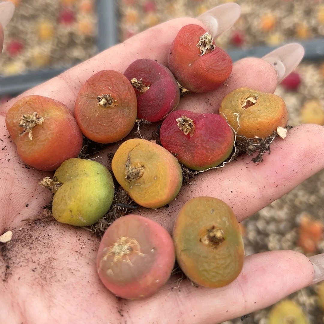 蟠桃10颗裸根发货