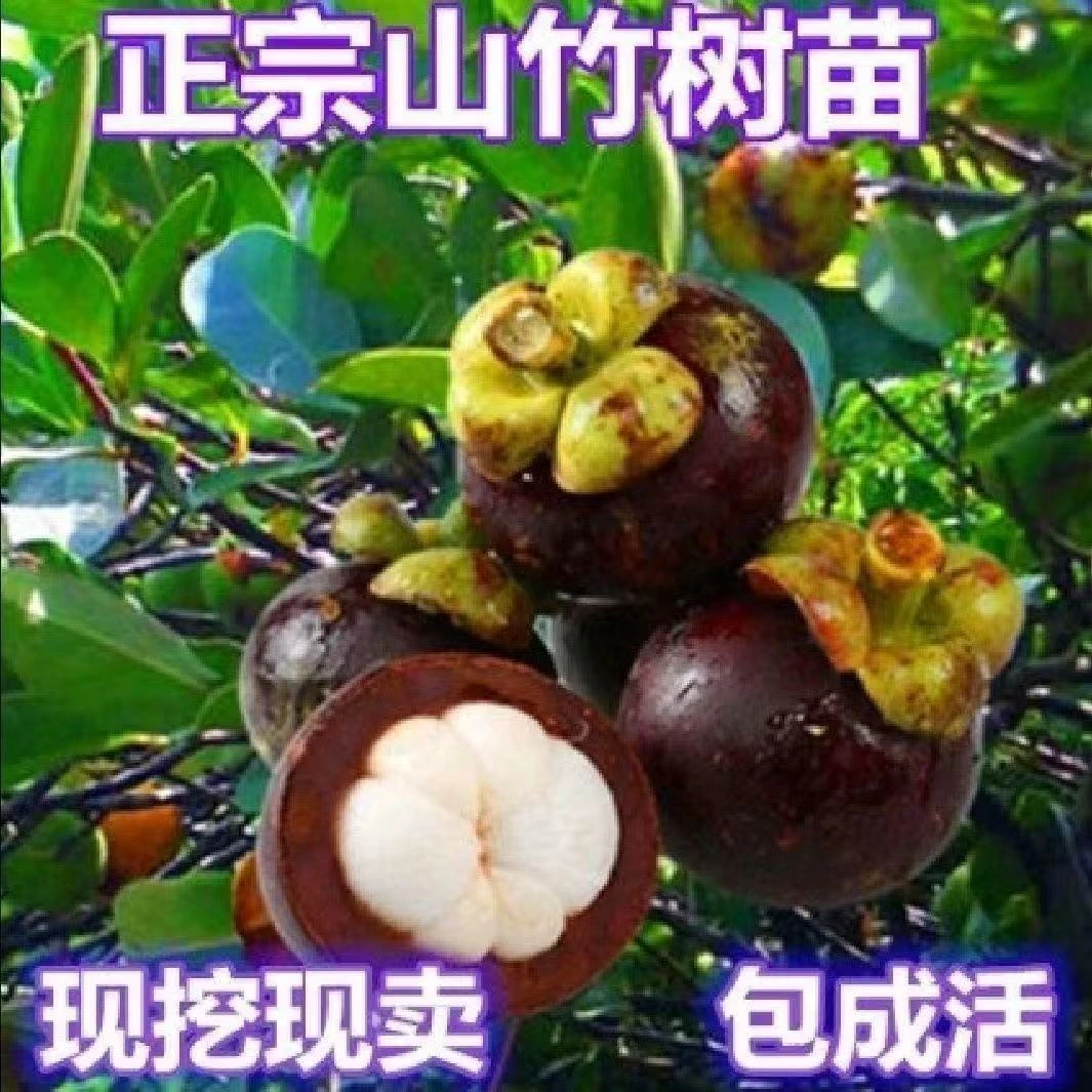 泰国无籽山竹果树苗四季盆栽地栽南天石竹树苗南方种植当年结果