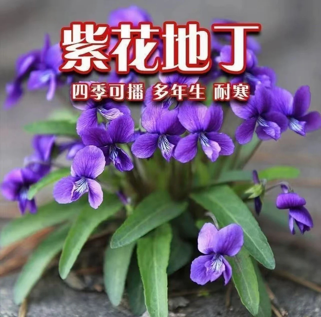 【紫花地丁种子】四季种植耐寒耐阴多年生花卉种子适合庭院阳台