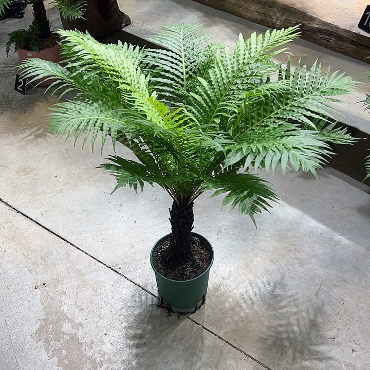 无花朵富贵蕨栽培技术