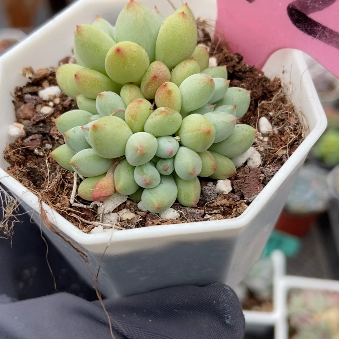 942萤火虫多肉植物