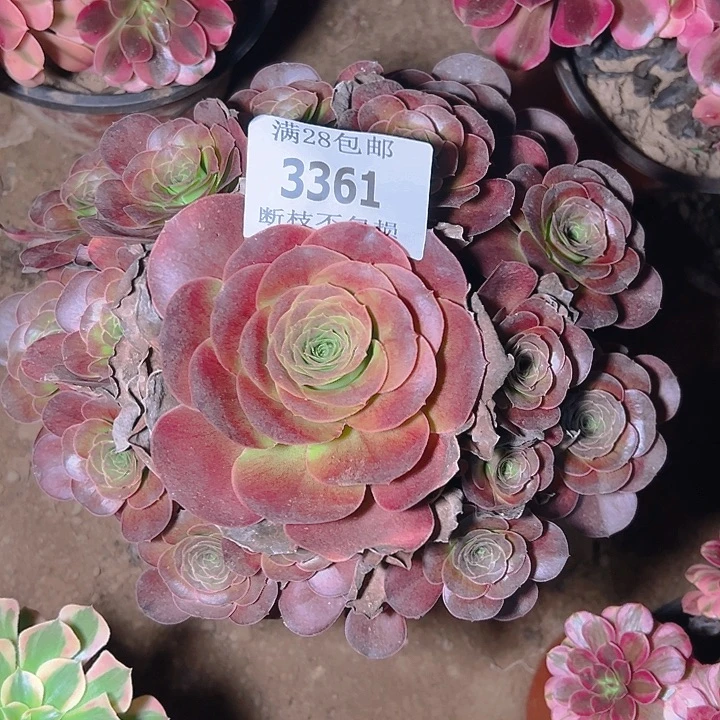 3361魅金玫瑰多肉植物