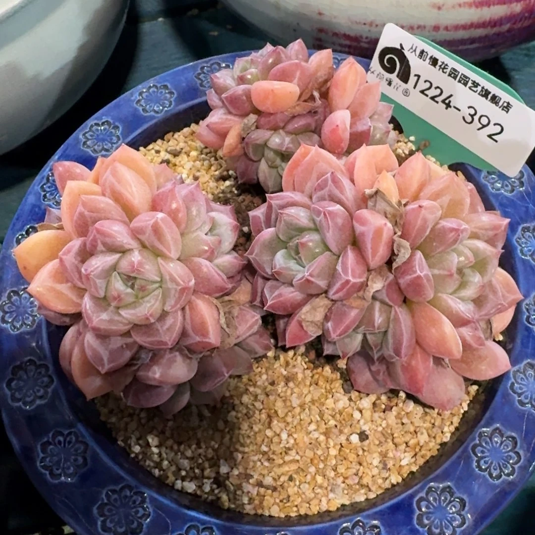 从前慢多肉精选编号1224.392