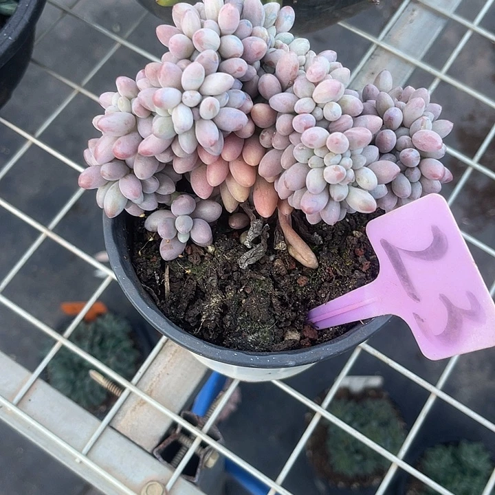 两单包邮，一物一拍23汤圆缀