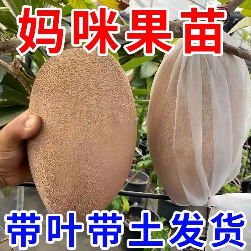 【稀有品种】妈咪果树苗马加纳嫁接苗盆栽地栽耐寒耐旱带土带叶发