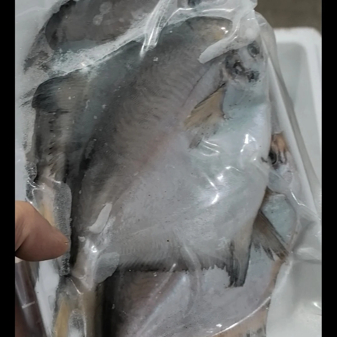 渤海湾鲜冰银鲳鱼