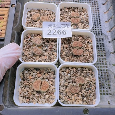 清****g2266朝贡玉带血点6盆带盆发货