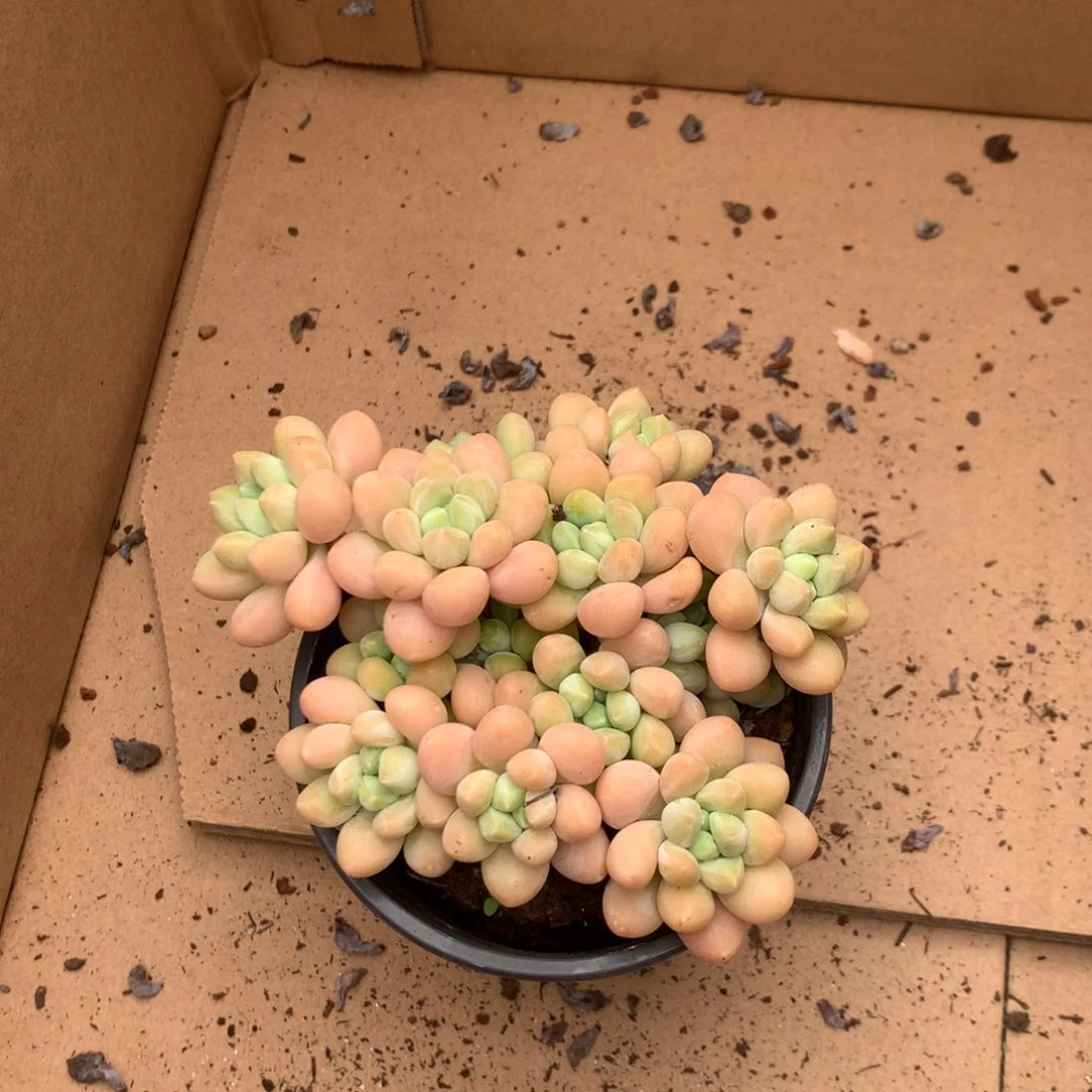 朱***茵我是第二十五代目神