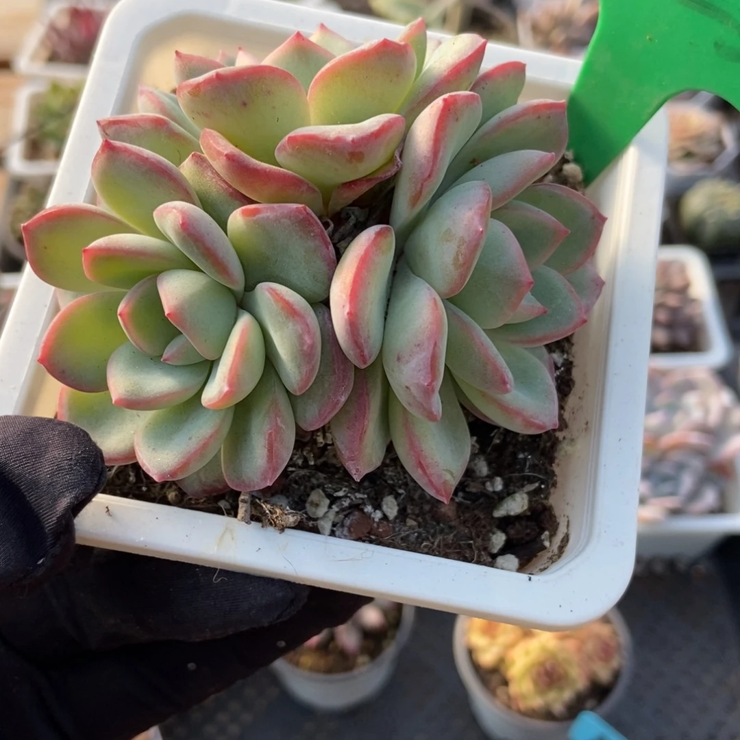 1025泡芙多肉植物多肉